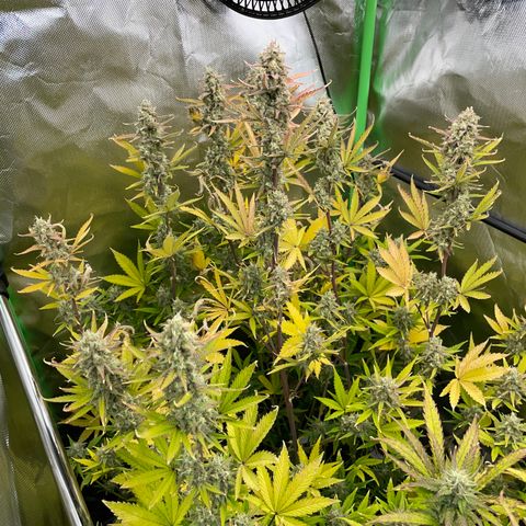 Growlog-Zeitleistenfoto von Ganja Runtz Auto - by Killicz