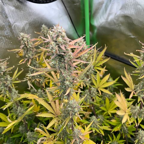 Growlog-Zeitleistenfoto von Ganja Runtz Auto - by Killicz