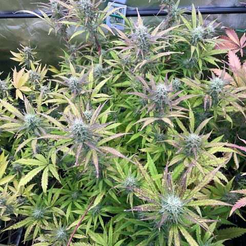 HulkBerry Automatic - by Killicz growlog timeline photo