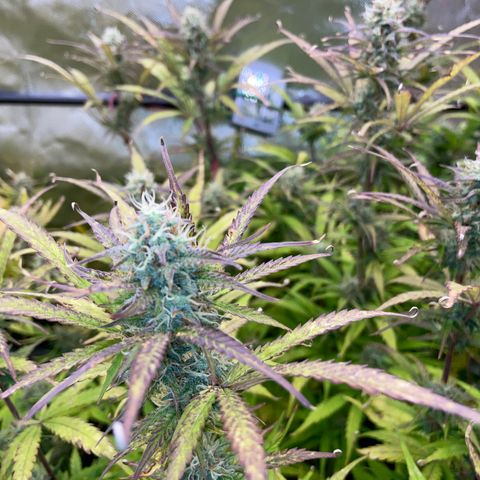 HulkBerry Automatic - by Killicz growlog timeline photo