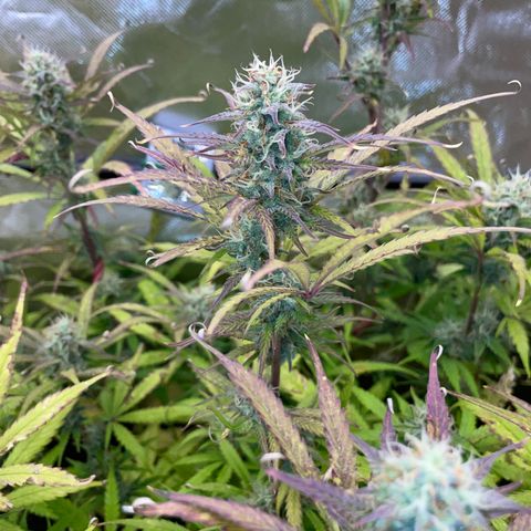 HulkBerry Automatic - by Killicz growlog timeline photo