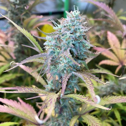 Foto de la cronología del growlog de Papaya Dragon Auto - by Killicz