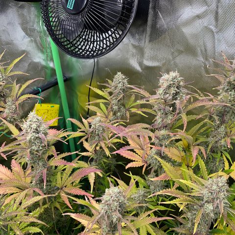 Foto de la cronología del growlog de Papaya Dragon Auto - by Killicz