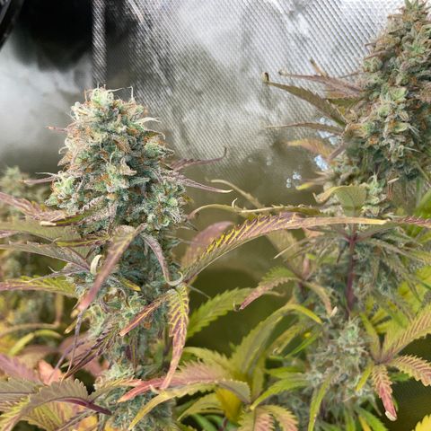 Foto de la cronología del growlog de Papaya Dragon Auto - by Killicz