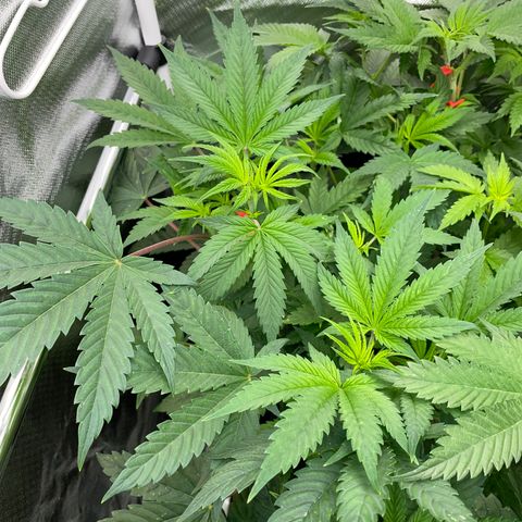 Tropicana Cookies - by Killicz growlog timeline photo