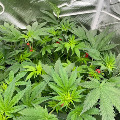 Black Domina - by Killicz growlog timeline photo