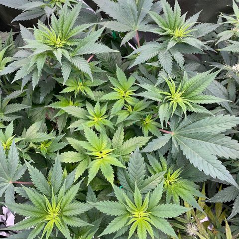 Mimosa Zkittlez Fast - by Killicz growlog timeline photo