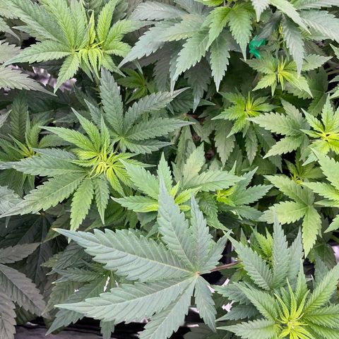 Purple Cookies Fast - by Killicz growlog timeline photo