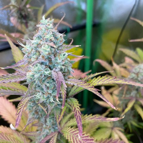 Foto de la cronología del growlog de Papaya Dragon Auto - by Killicz