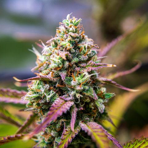 Foto de la cronología del growlog de Papaya Dragon Auto - by Killicz