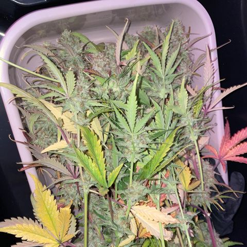 Foto de la cronología del growlog de Papaya Dragon Auto - by Killicz