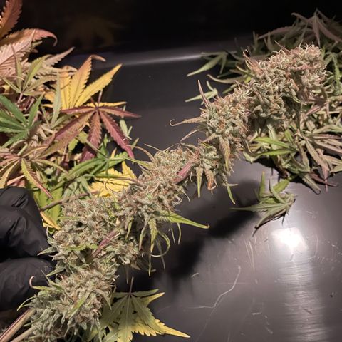 Foto de la cronología del growlog de Papaya Dragon Auto - by Killicz