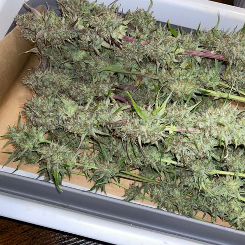 Foto de la cronología del growlog de Papaya Dragon Auto - by Killicz