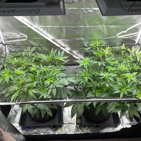 Mimosa Zkittlez Fast - by Killicz growlog timeline photo