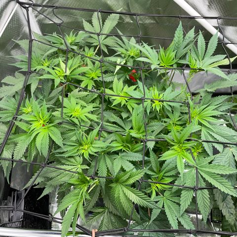 Foto do cronograma do growlog de Black Domina - by Killicz