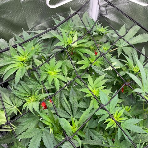 Foto do cronograma do growlog de Black Domina - by Killicz
