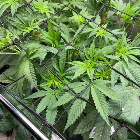 Tropicana Cookies - by Killicz growlog timeline photo