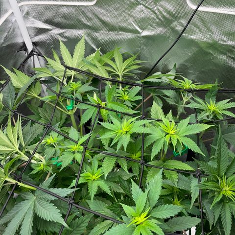 Mimosa Zkittlez Fast - by Killicz growlog timeline photo