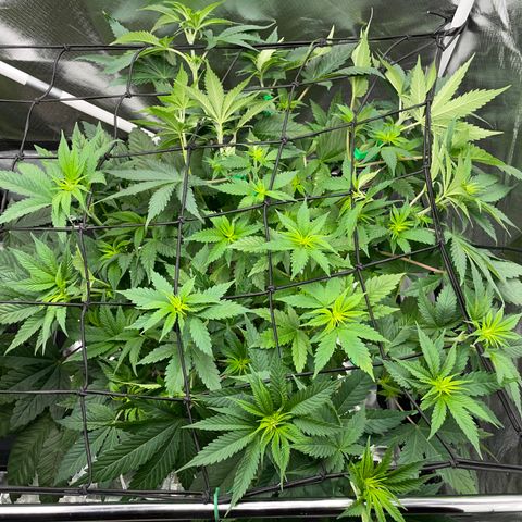 Mimosa Zkittlez Fast - by Killicz growlog timeline photo