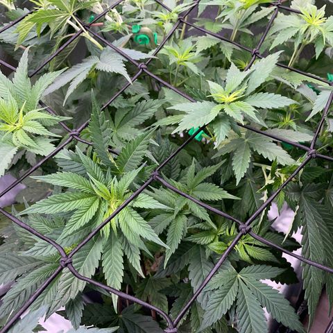 Purple Cookies Fast - by Killicz growlog timeline photo