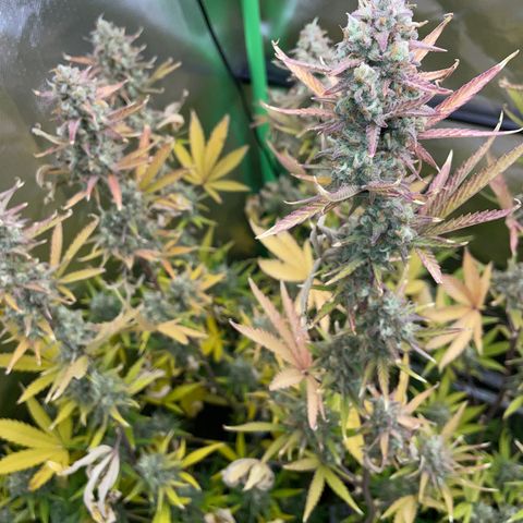 Growlog-Zeitleistenfoto von Ganja Runtz Auto - by Killicz