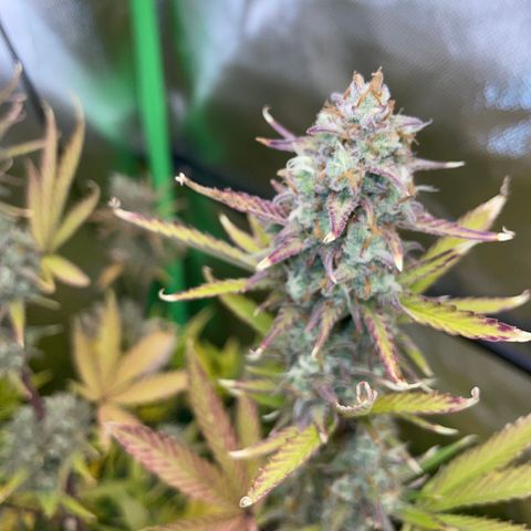 Growlog-Zeitleistenfoto von Ganja Runtz Auto - by Killicz