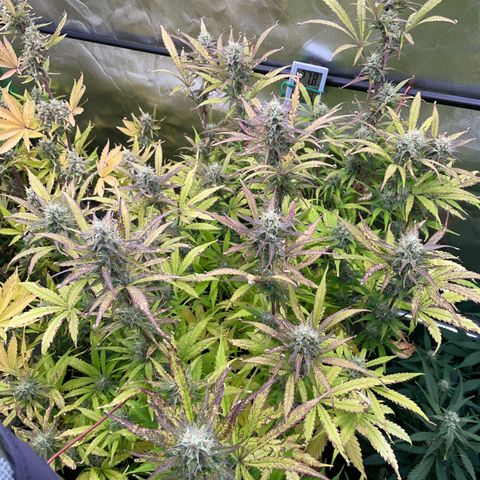 HulkBerry Automatic - by Killicz growlog timeline photo
