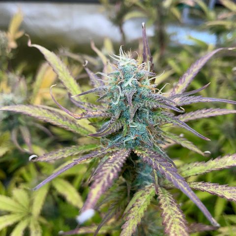 HulkBerry Automatic - by Killicz growlog timeline photo