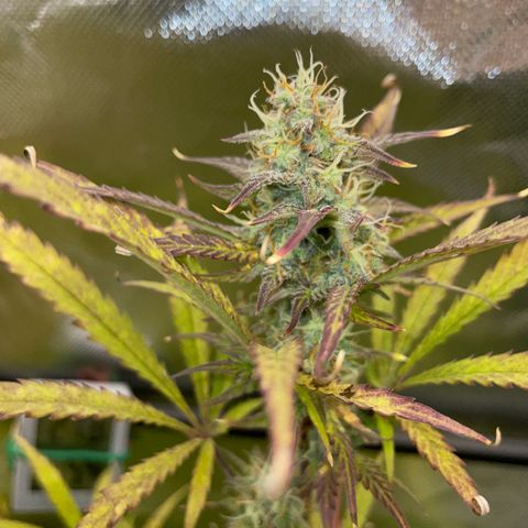 HulkBerry Automatic - by Killicz growlog timeline photo