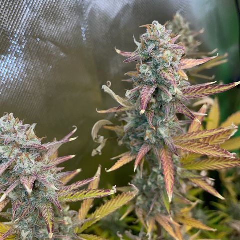 Growlog-Zeitleistenfoto von Ganja Runtz Auto - by Killicz