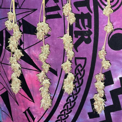 Foto de la cronología del growlog de Papaya Dragon Auto - by Killicz