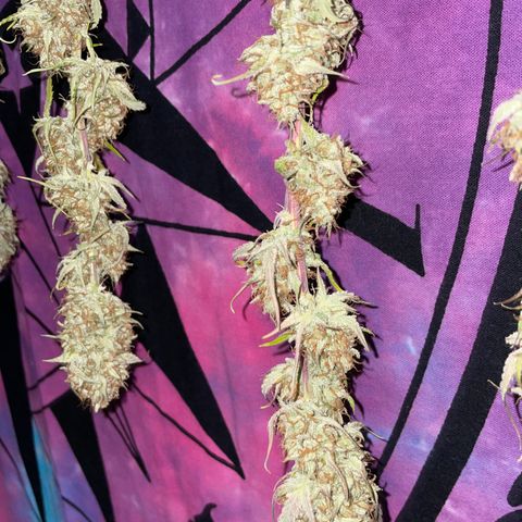 Foto de la cronología del growlog de Papaya Dragon Auto - by Killicz