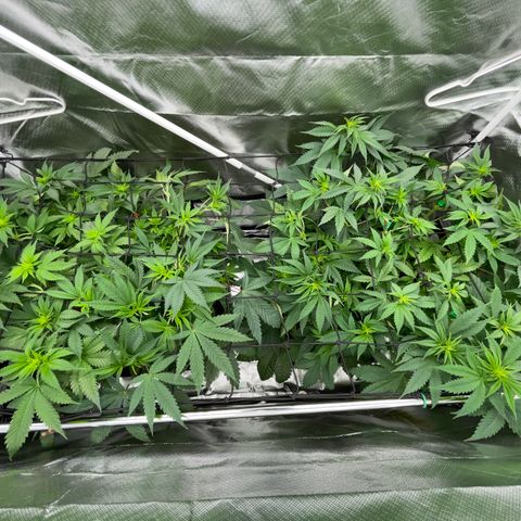 Foto do cronograma do growlog de Black Domina - by Killicz