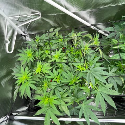 Foto do cronograma do growlog de Black Domina - by Killicz
