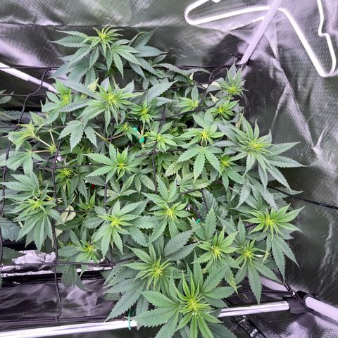 Foto de la cronología del growlog de Mimosa Zkittlez Fast - by Killicz