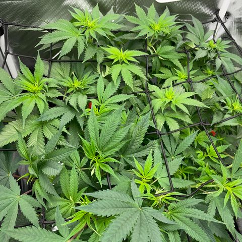 Foto do cronograma do growlog de Black Domina - by Killicz