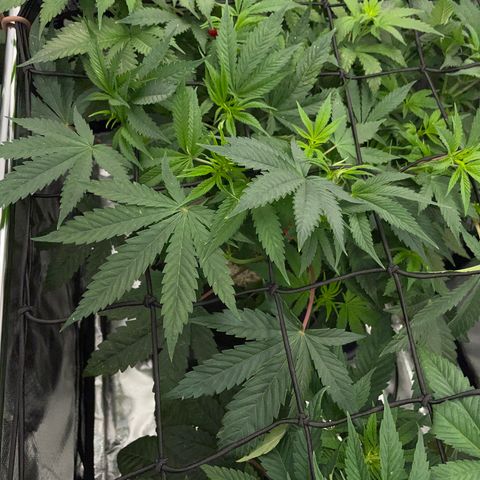 Tropicana Cookies - by Killicz growlog timeline photo