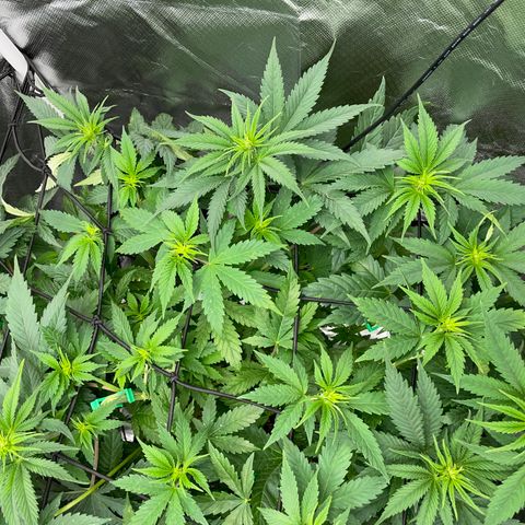 Foto de la cronología del growlog de Mimosa Zkittlez Fast - by Killicz