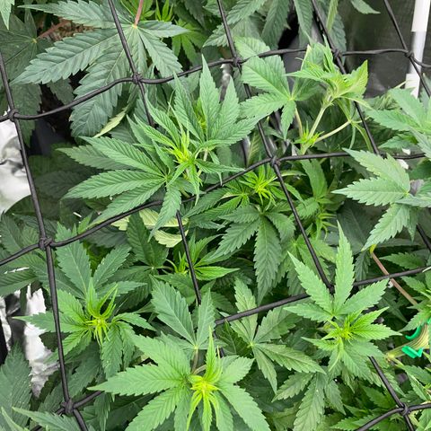 Purple Cookies Fast - by Killicz growlog timeline photo