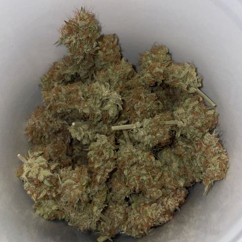 Papaya Dragon Auto - by Killicz growlog timeline photo