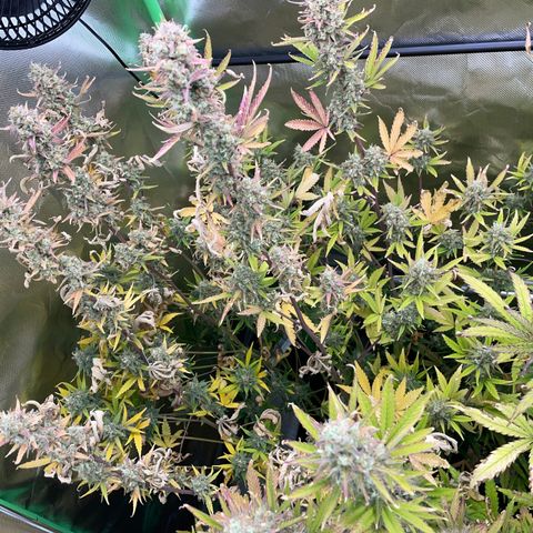 Ganja Runtz Auto - by Killicz growlog timeline photo