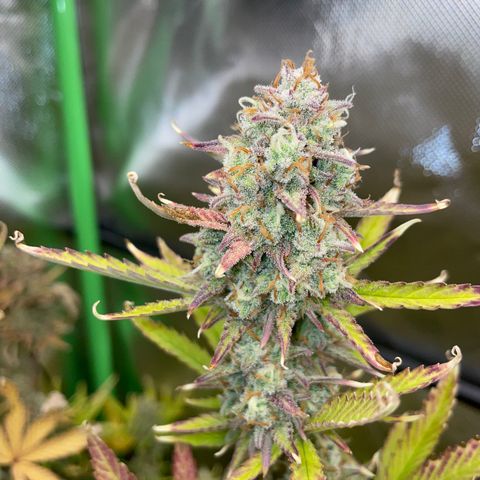 Ganja Runtz Auto - by Killicz growlog timeline photo