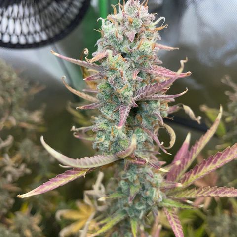 Ganja Runtz Auto - by Killicz growlog timeline photo