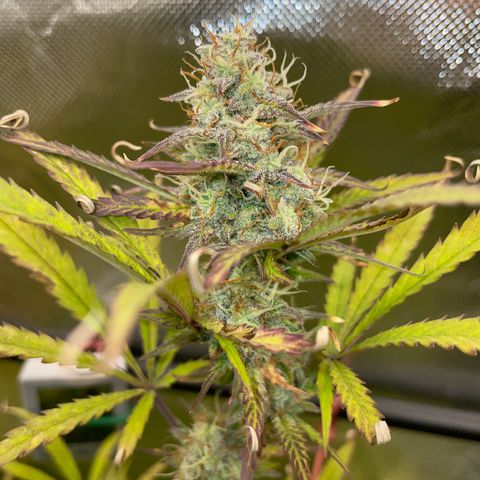HulkBerry Automatic - by Killicz growlog timeline photo
