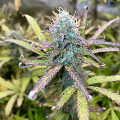 HulkBerry Automatic - by Killicz growlog timeline photo