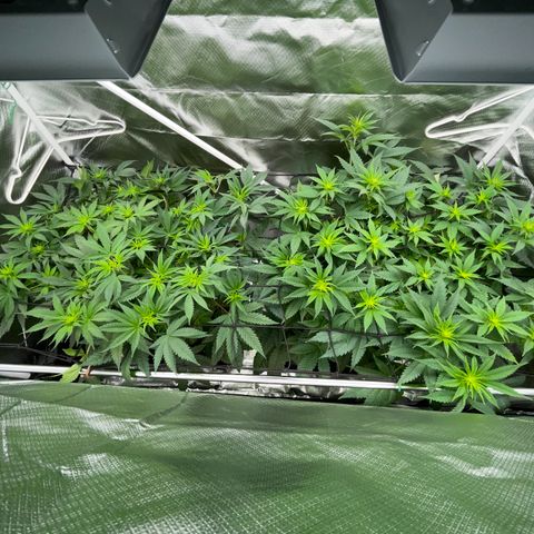 Tropicana Cookies - by Killicz growlog timeline photo
