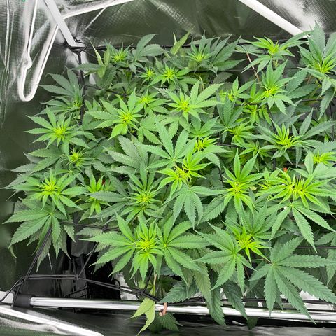Tropicana Cookies - by Killicz growlog timeline photo