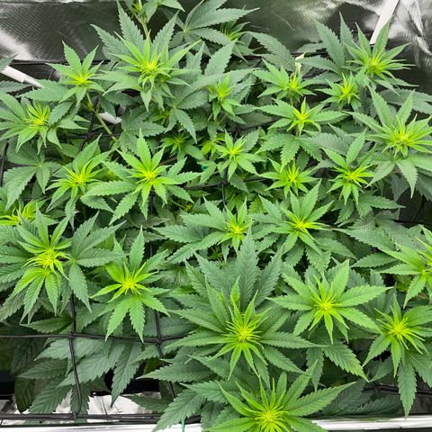 Purple Cookies Fast - by Killicz growlog timeline photo