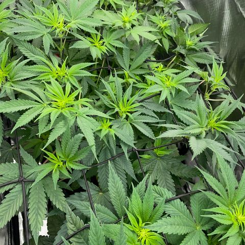 Tropicana Cookies - by Killicz growlog timeline photo