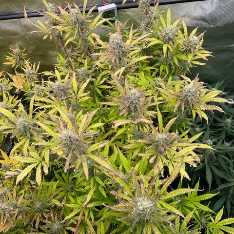HulkBerry Automatic - by Killicz growlog timeline photo